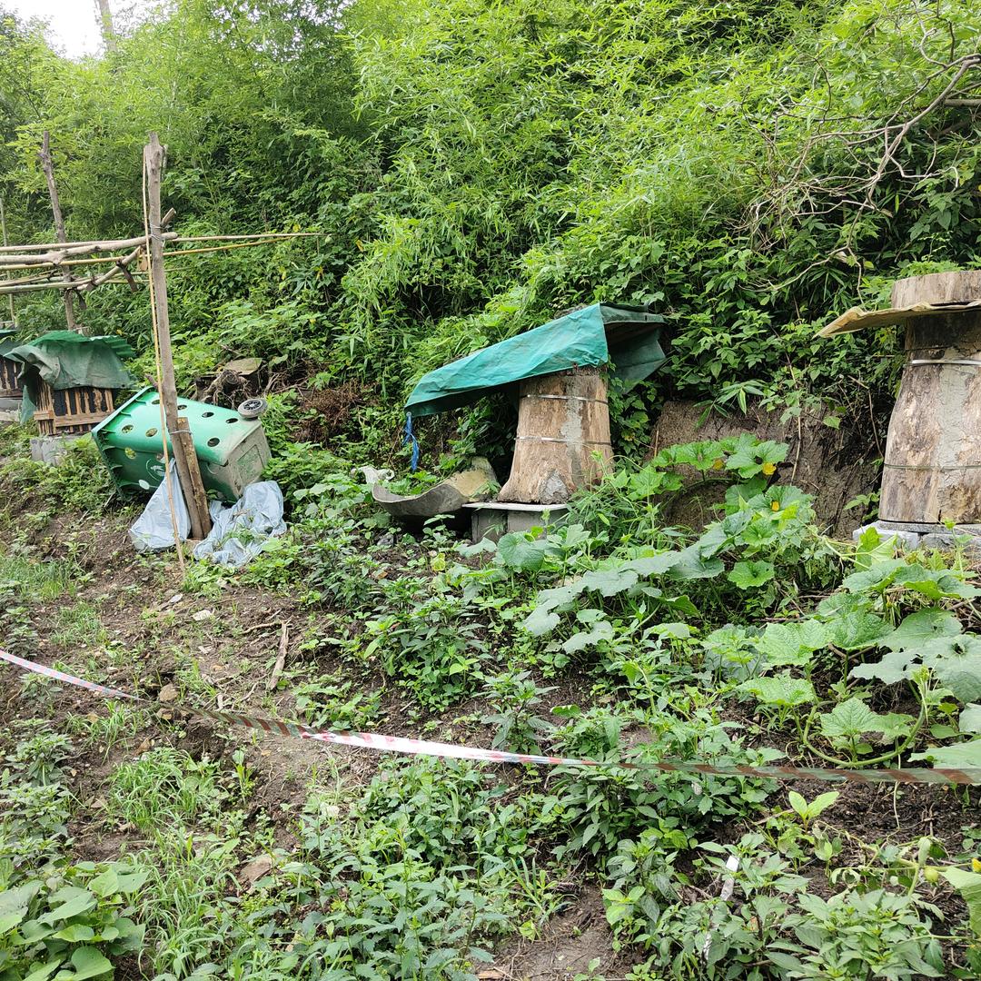 蔡蜂子土蜂蜜