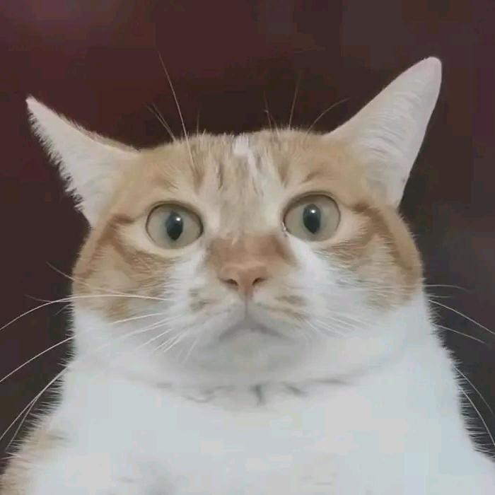 芒果有点榴莲味