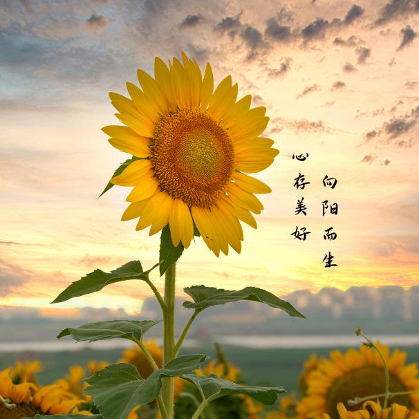 向阳花@