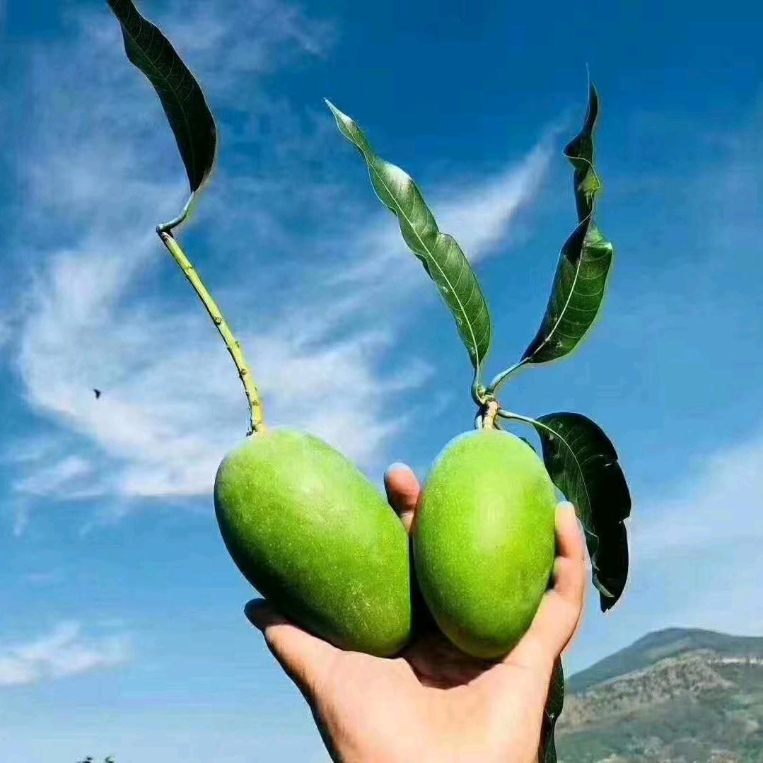 李姐西昌水果批发