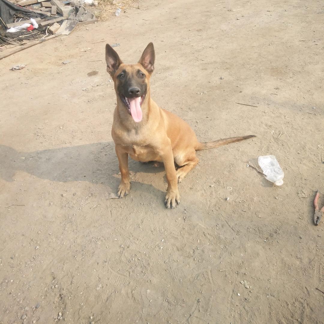 兵伟汽修训犬