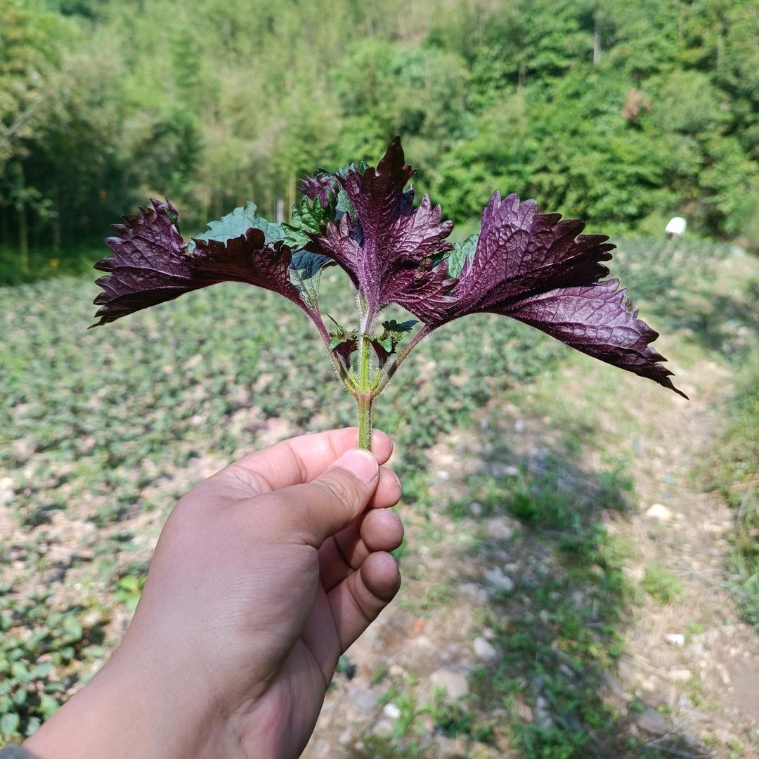 专业种植紫苏、苔藓