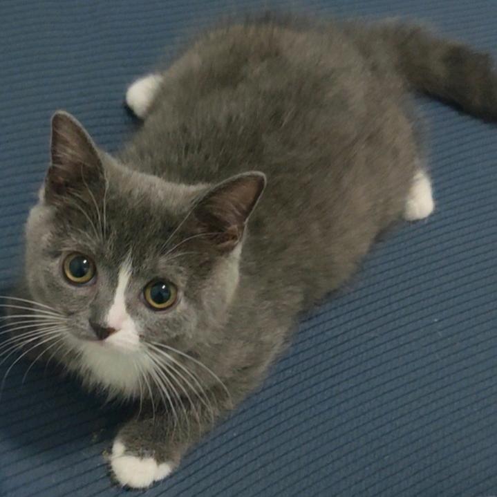 猫百万大斗花脸如意