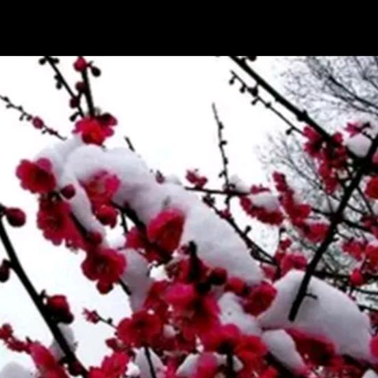 白雪红梅