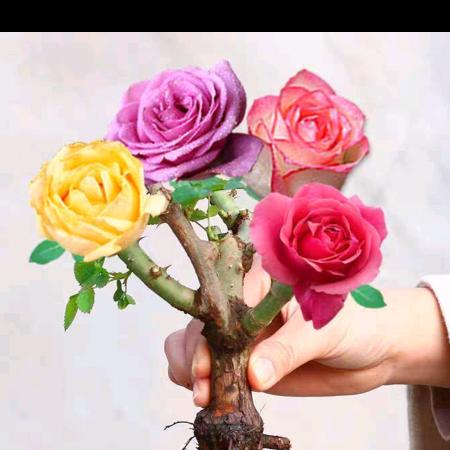 白手起家靠自己