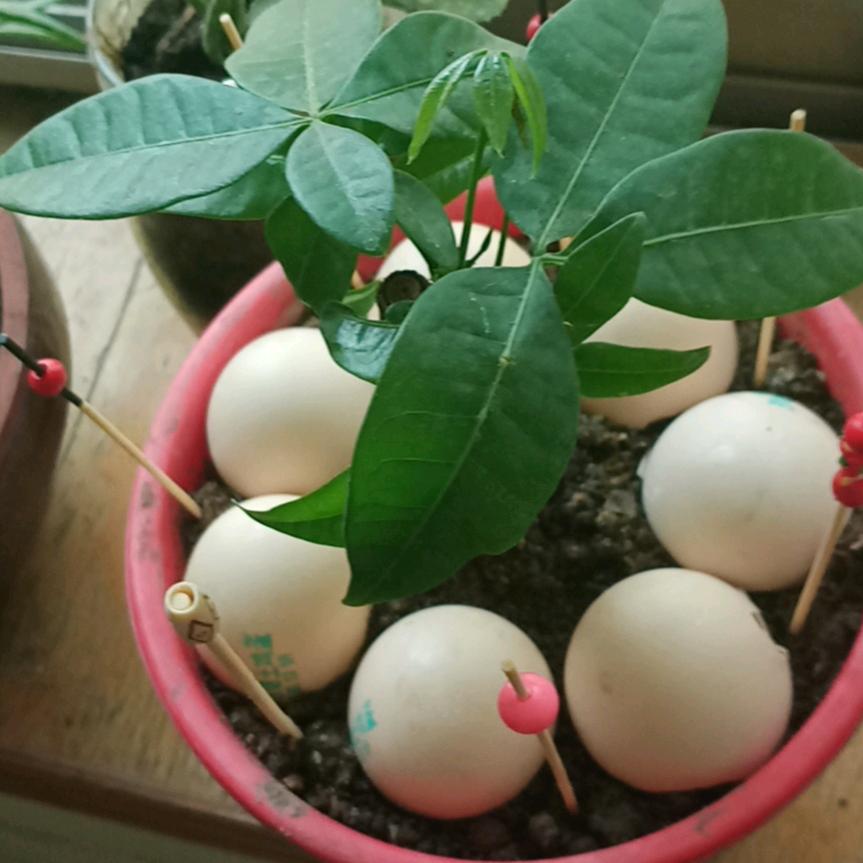 天露