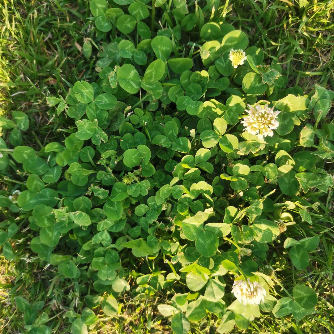 伊珈