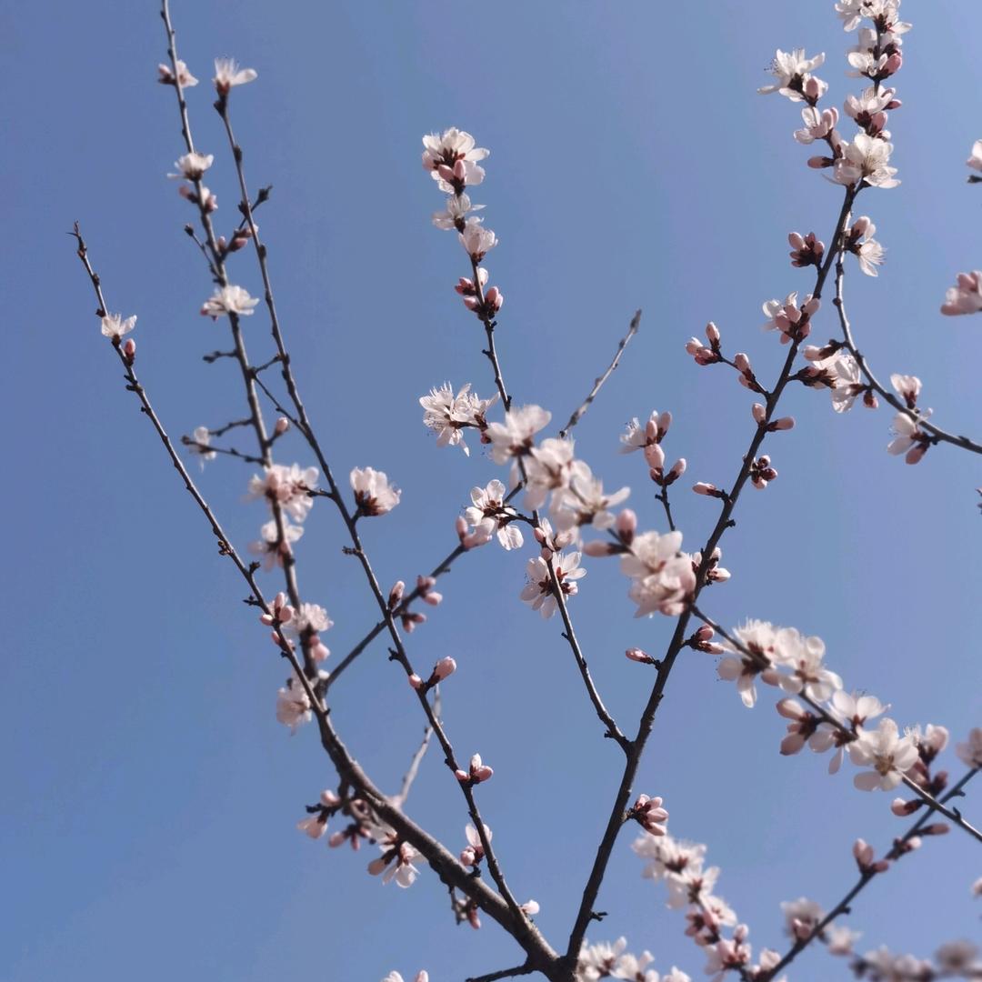 妈妈森林