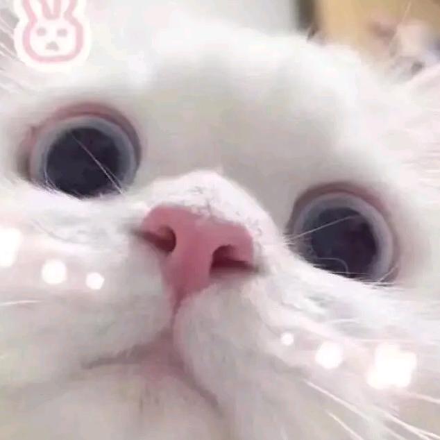 卡莫纳特色卡拉鼠