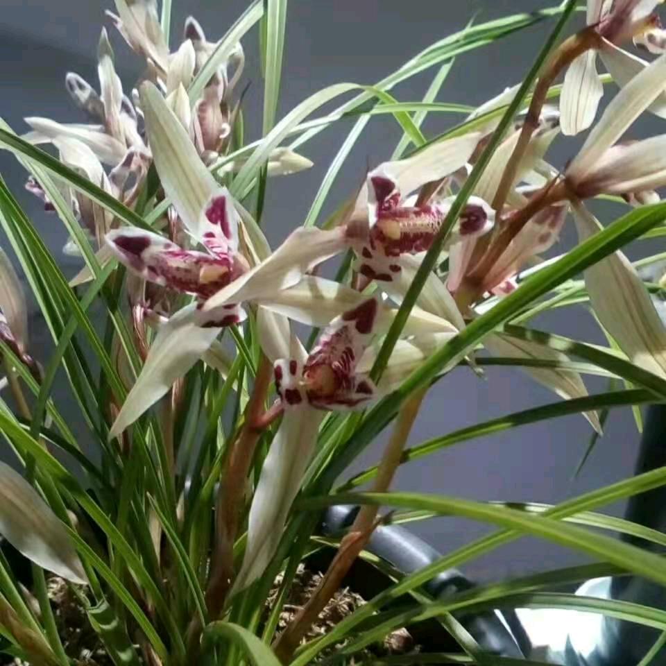 兰花老三