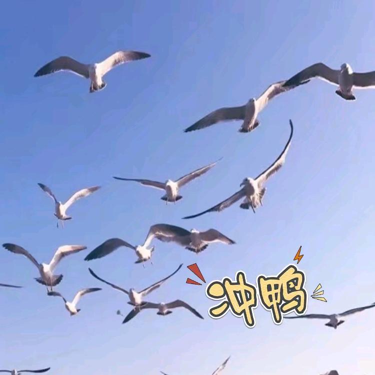 叕茻燚朤