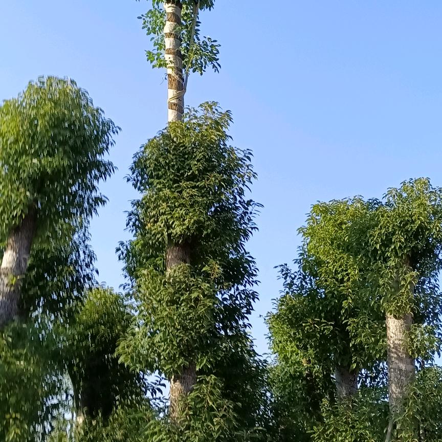 张百川