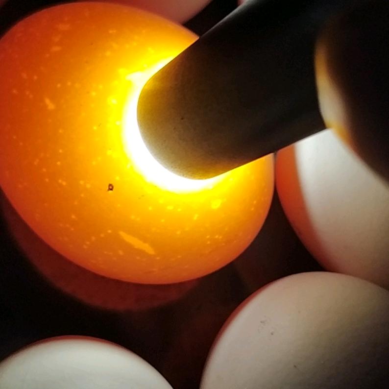 地主家的傻儿子