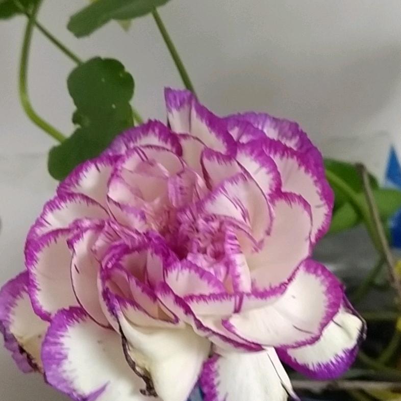 燕林