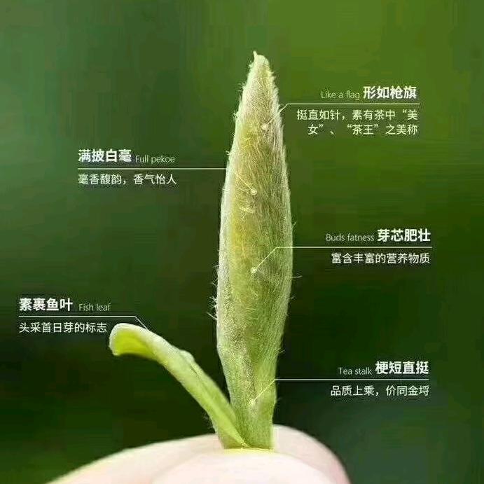 焦姐的茶生活