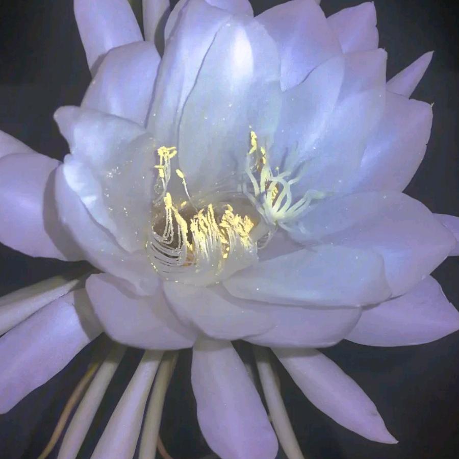 昙花一现，我为你