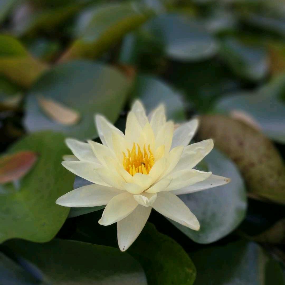 温润如初