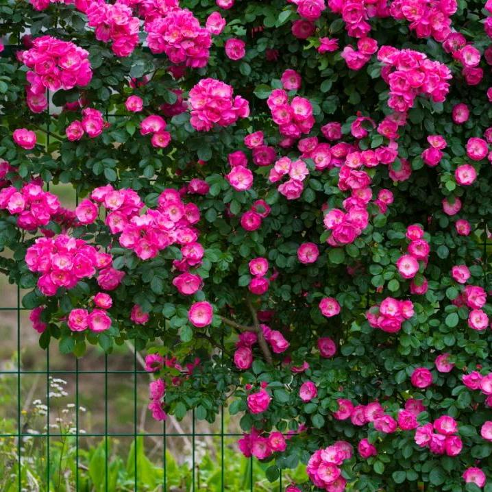 杭州桂花糕徐姐石油城店