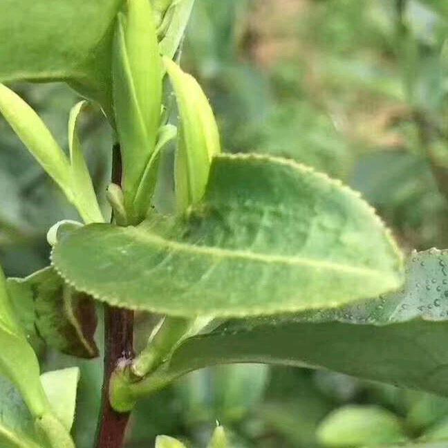 章三多（博望一把手）