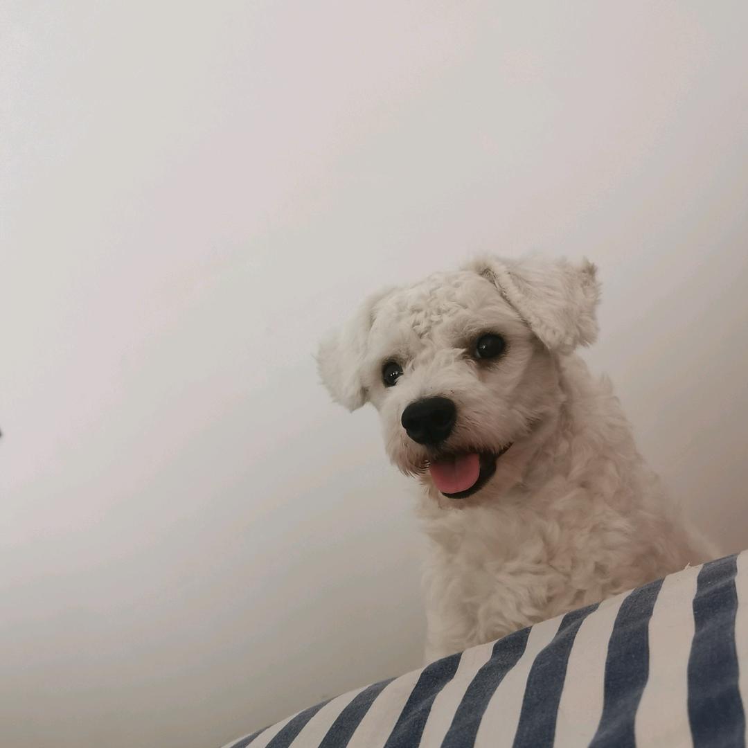 橙了个辰