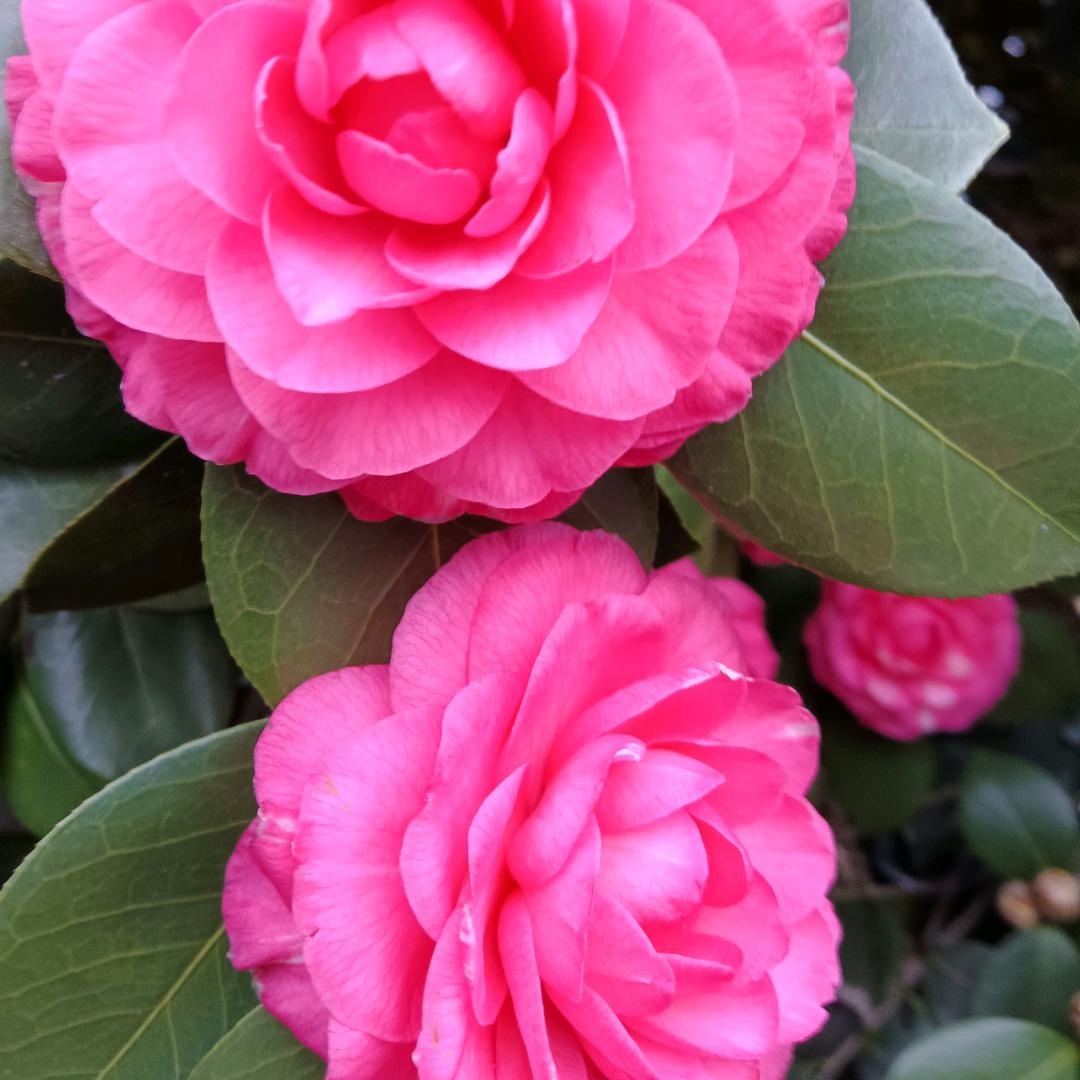 梅🌺