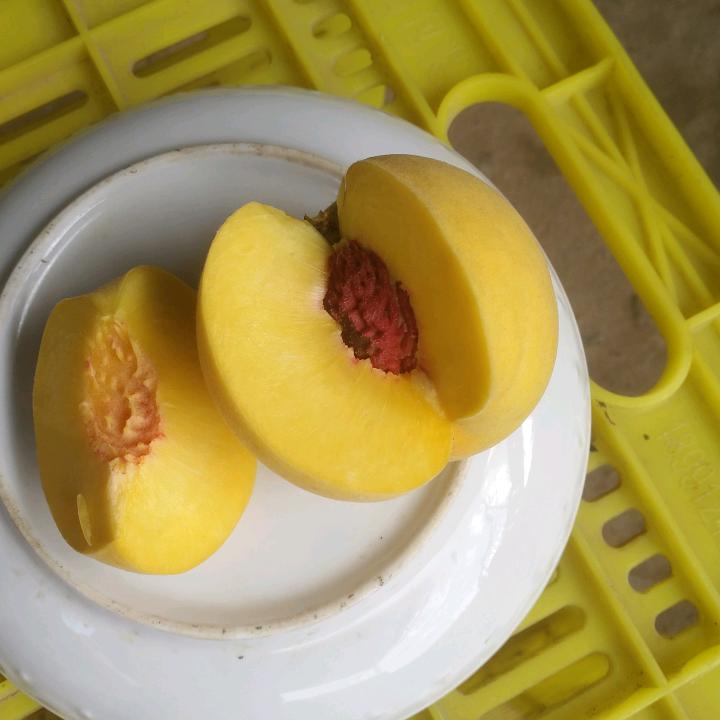 陕西黄桃，郑