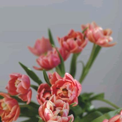 茉莉花开