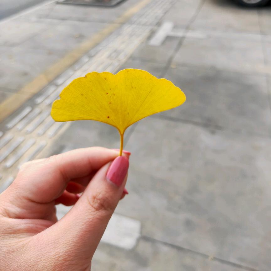 ꧁糖果꧂