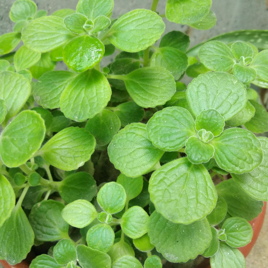 芒果果