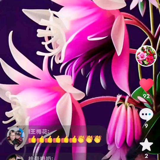 四季如春🌺