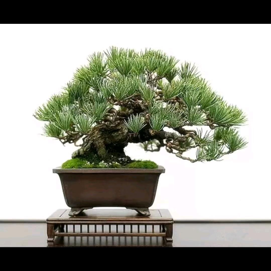 美好未来23636 拒绝私聊