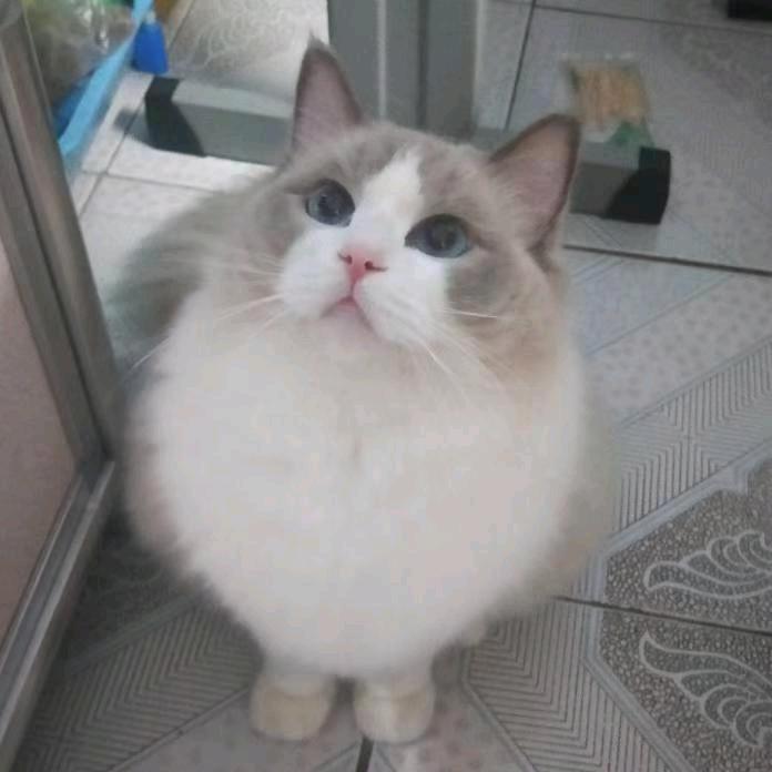 猫哥哥