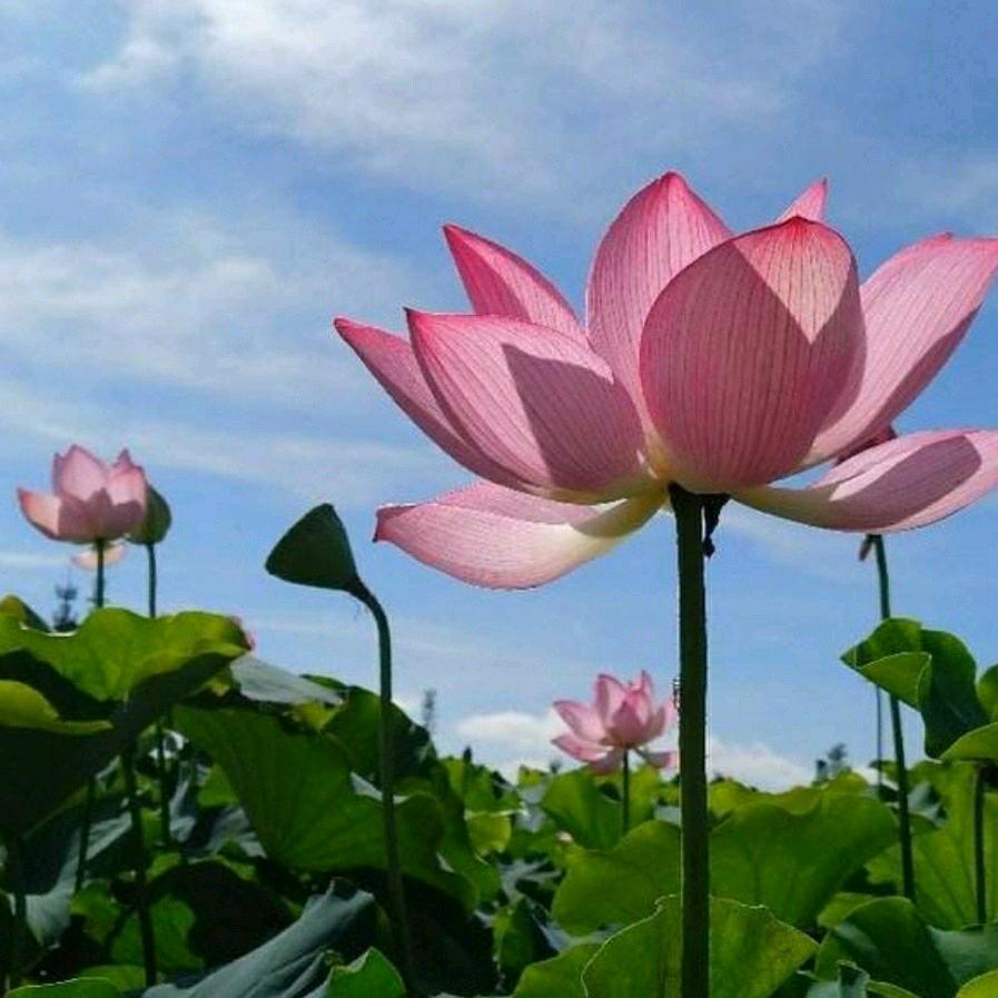 故乡的云☘️☁️