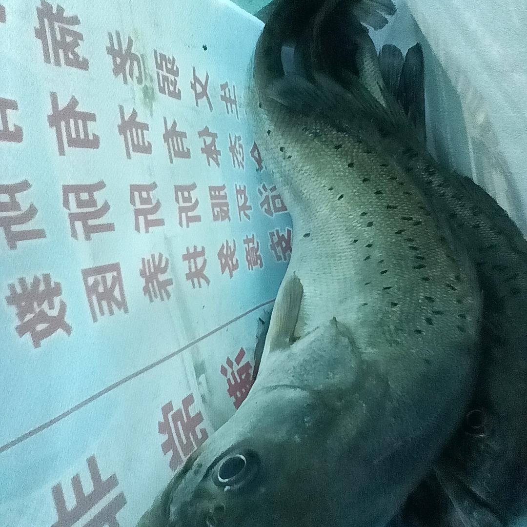 三把开魔网