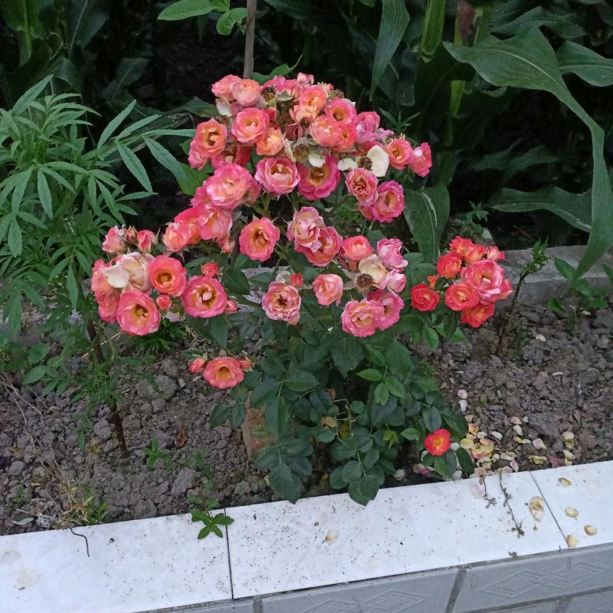 香草(古)芦笙制作