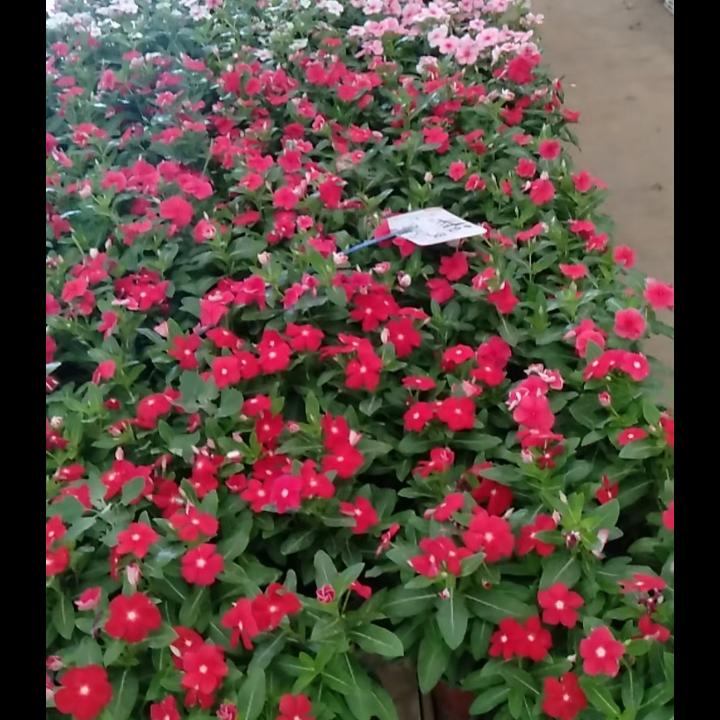 AA🌴🌺花卉🌴🌻🍀