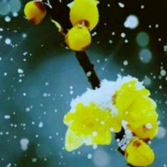 雪中的梅花