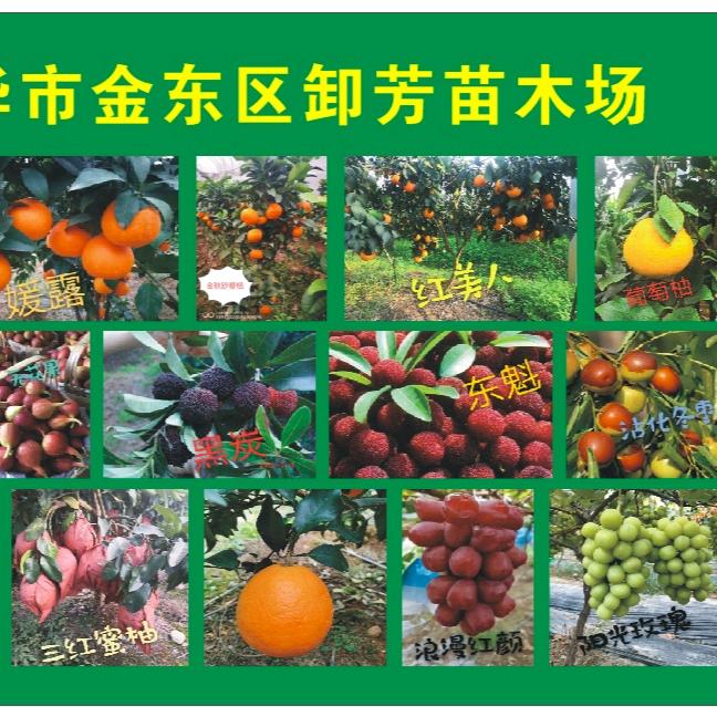 卸芳苗木场