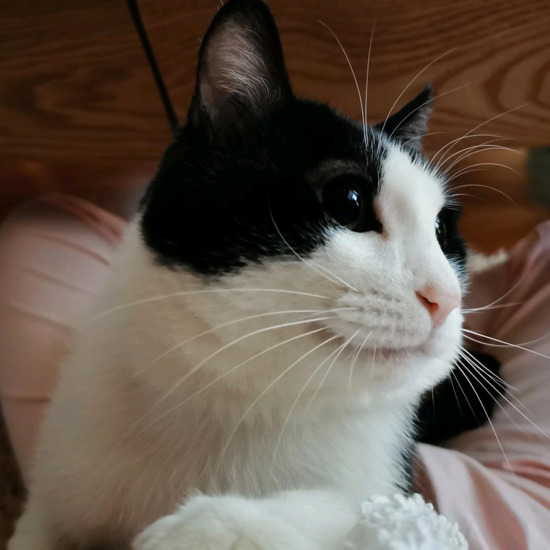 六爷是只猫
