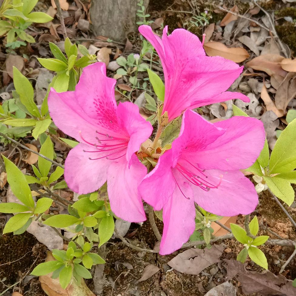 春暖花开