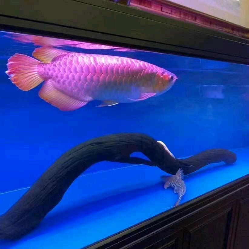 靖子水族好物推荐