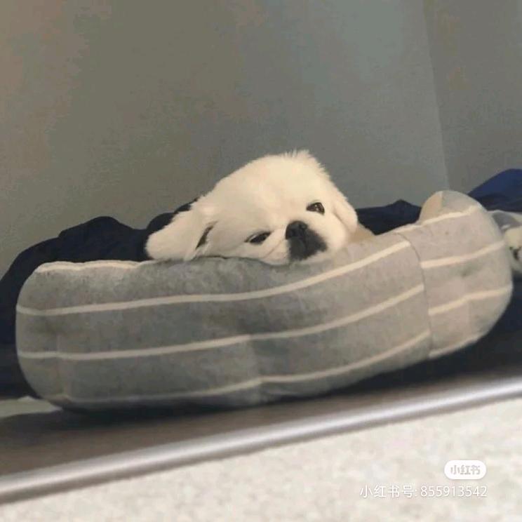 Duke4