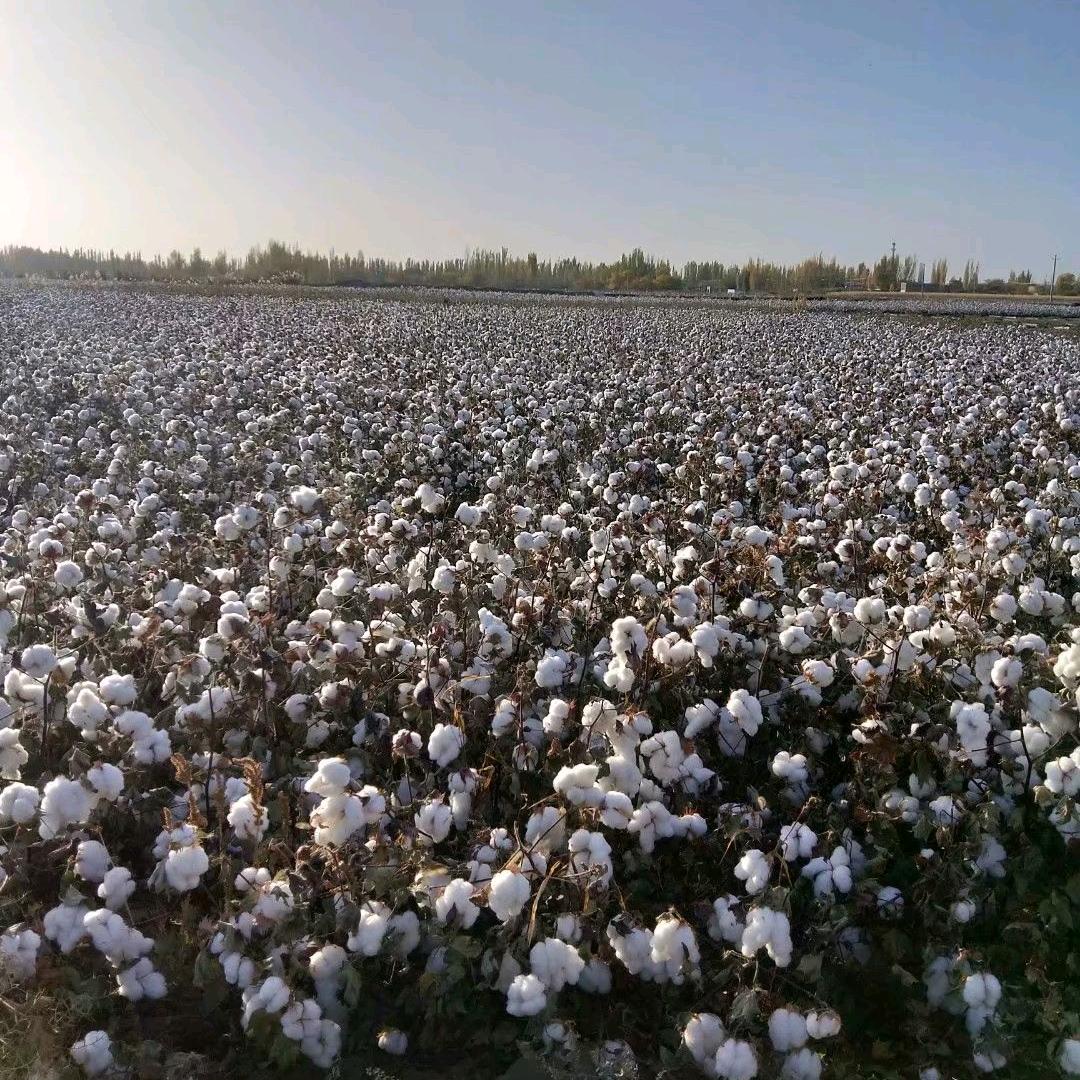棉花的主人