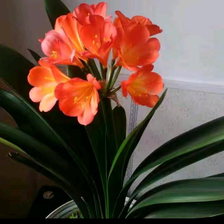 ٩(•̤̀ᵕ•̤́๑)💪加油