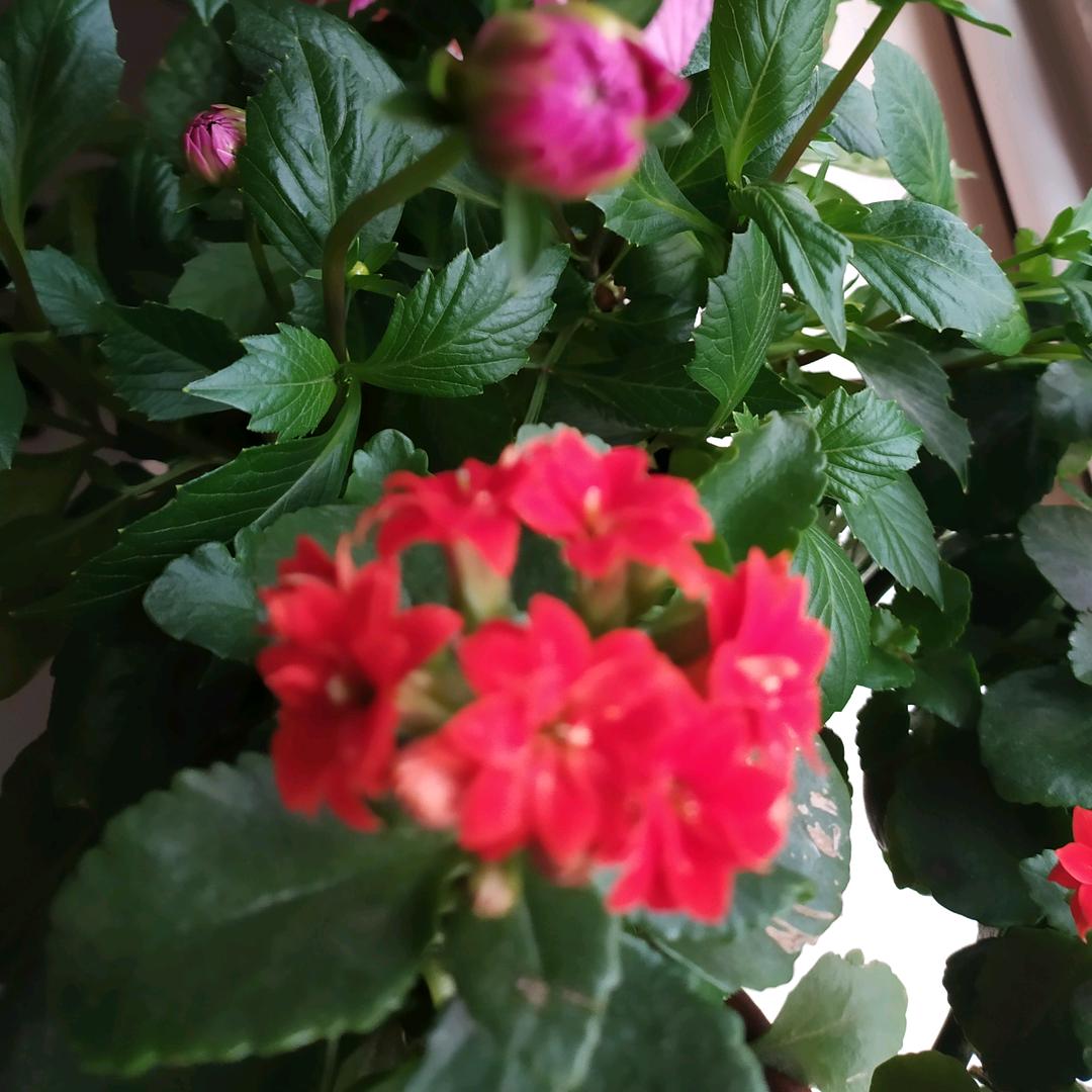 欣欣向荣的玉荣花