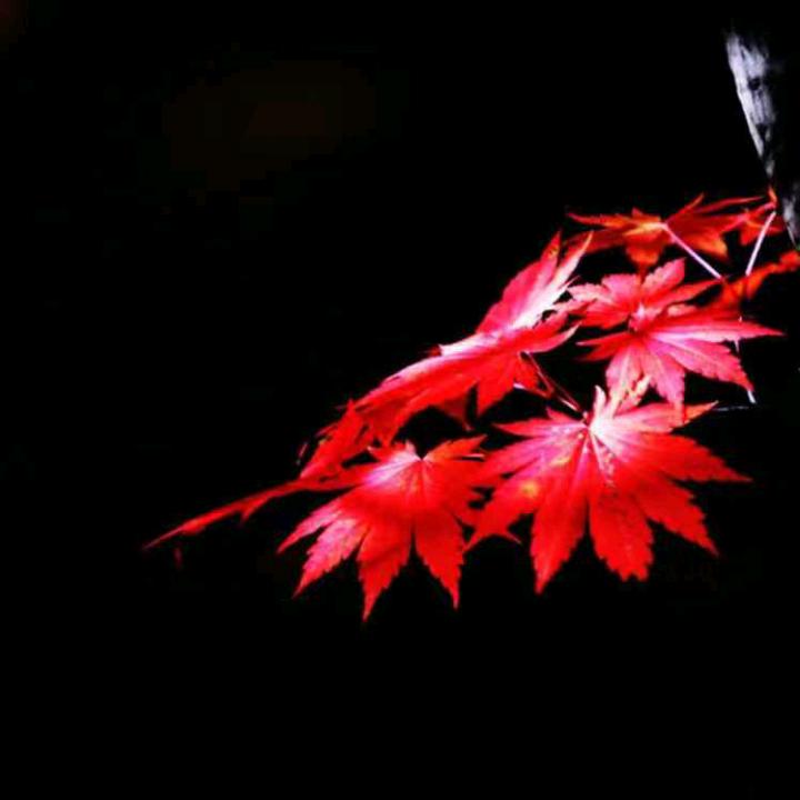 红叶