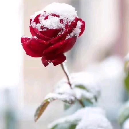 可惜没有如果🌹♥