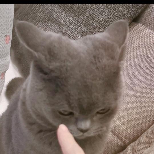 Danqee有只猫