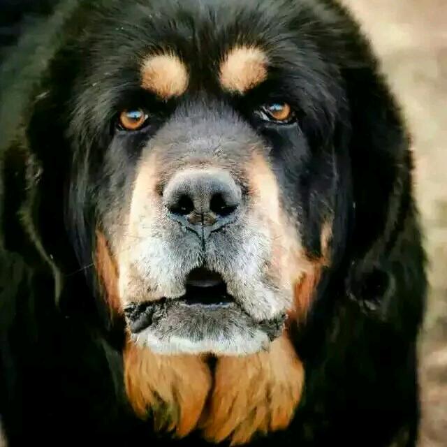 西部獒犬舍