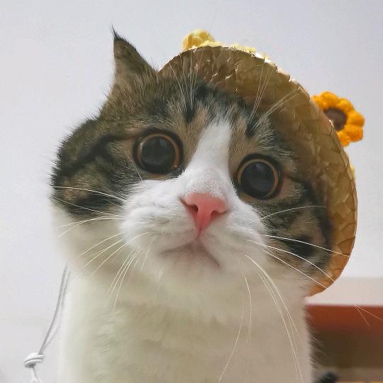有只小咖喱